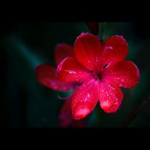 Meet your Posher, Larissa